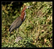  Rufescent Tiger-heron, Pantanal, Brazil � Janet Zinn 2015
