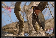  Rufescent Tiger-heron, Pantanal, Brazil � Janet Zinn 2015