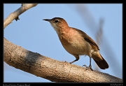  Rufous Hornero, Pantanal, Brazil � Janet Zinn 2015