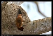  Rufous Hornero at nest, Pantanal, Brazil � Janet Zinn 2015