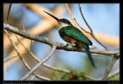  Rufous-tailed Jacamar, Pantanal, Brazil � Janet Zinn 2015