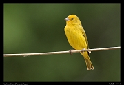  Saffron Finch, Pantanal, Brazil � Janet Zinn 2015