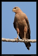  Savannah Hawk, Pantanal, Brazil � Janet Zinn 2015