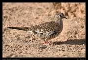  Scaled Dove, Pantanal, Brazil � Janet Zinn 2015