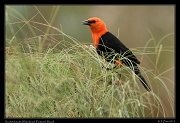 Scarlet-headed Blackbird, Pantanal, Brazil � Janet Zinn 2015