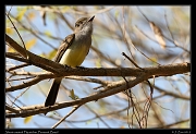  Short-crested Flycatcher, Pantanal, Brazil � Janet Zinn 2015