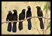  Smooth-billed Anis, Pantanal, Brazil � Janet Zinn 2015