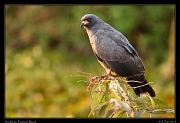  Snail Kite, Pantanal, Brazil � Janet Zinn 2015