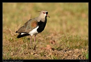  Southern Lapwing, Pantanal, Brazil � Janet Zinn 2015