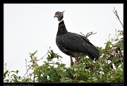  Southern Screamer, Pantanal, Brazil � Janet Zinn 2015
