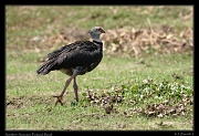  Southern Screamer, Pantanal, Brazil � Janet Zinn 2015