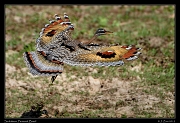  Sunbittern in flight, Pantanal, Brazil � Janet Zinn 2015
