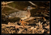  Sunbittern, Pantanal, Brazil � Janet Zinn 2015
