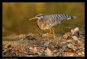  Sunbittern, Pantanal, Brazil � Janet Zinn 2015