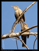  Thrush-like Wren, Pantanal, Brazil � Janet Zinn 2015