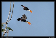  Toco Toucans, Pantanal, Brazil � Janet Zinn 2015