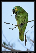  Turquoise-fronted Parrot, Pantanal, Brazil � Janet Zinn 2015