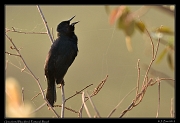  Unicolored Blackbird, Pantanal, Brazil � Janet Zinn 2015
