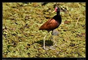  Wattled Jacana, Pantanal, Brazil � Janet Zinn 2015