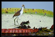  Wattled Jacana chick, Pantanal, Brazil � Janet Zinn 2015