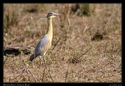  Whistling Heron, Pantanal, Brazil � Janet Zinn 2015