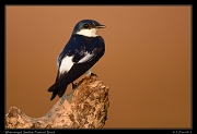  White-winged Swallow, Pantanal, Brazil � Janet Zinn 2015
