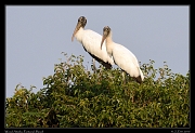  Wood Storks, Pantanal, Brazil � Janet Zinn 2015