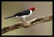  Yellow-billed Cardinal, Pantanal, Brazil � Janet Zinn 2015