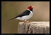  Yellow-billed Cardinal, Pantanal, Brazil � Janet Zinn 2015