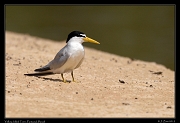  Yellow-billed Tern, Pantanal, Brazil � Janet Zinn 2015
