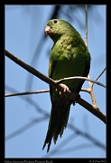  Yellow-chevroned Parakeet, Pantanal, Brazil � Janet Zinn 2015