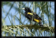  Yellow-rumped Cacique, Pantanal, Brazil � Janet Zinn 2015