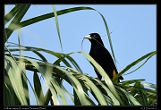  Yellow-rumped Cacique, Pantanal, Brazil � Janet Zinn 2015