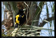  Yellow-rumped Cacique, Pantanal, Brazil � Janet Zinn 2015