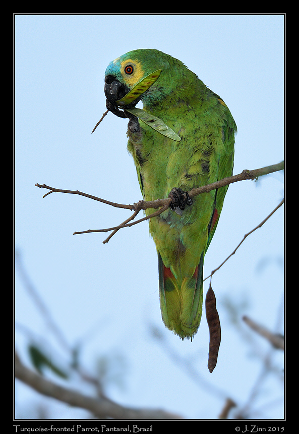 turquoise_fronted_parrot_5770a
