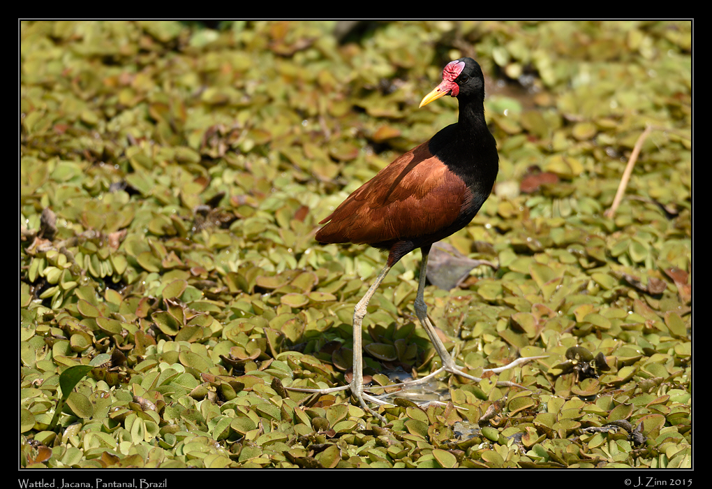 wattled_jacana_5282a