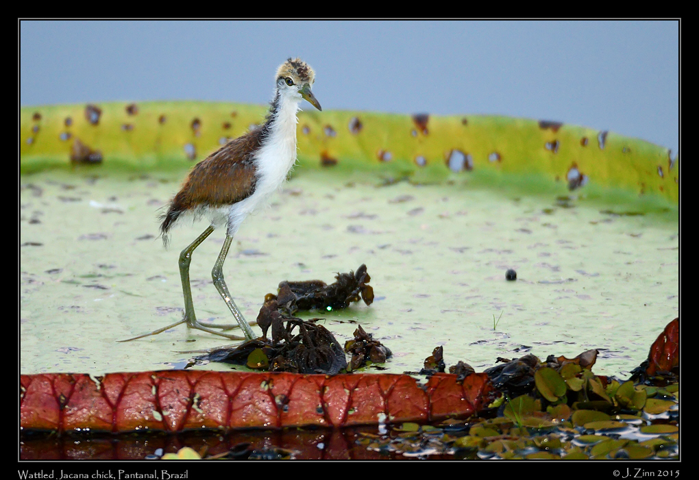wattled_jacana_7424b