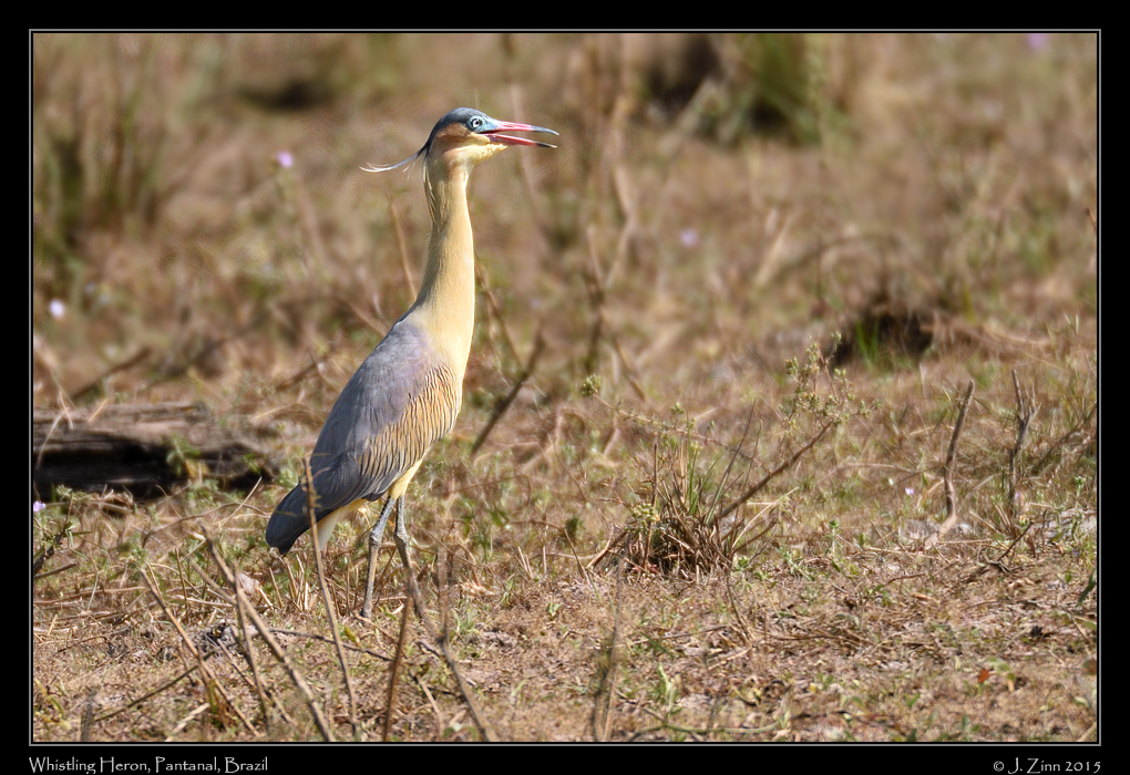 whistling_heron_6588a