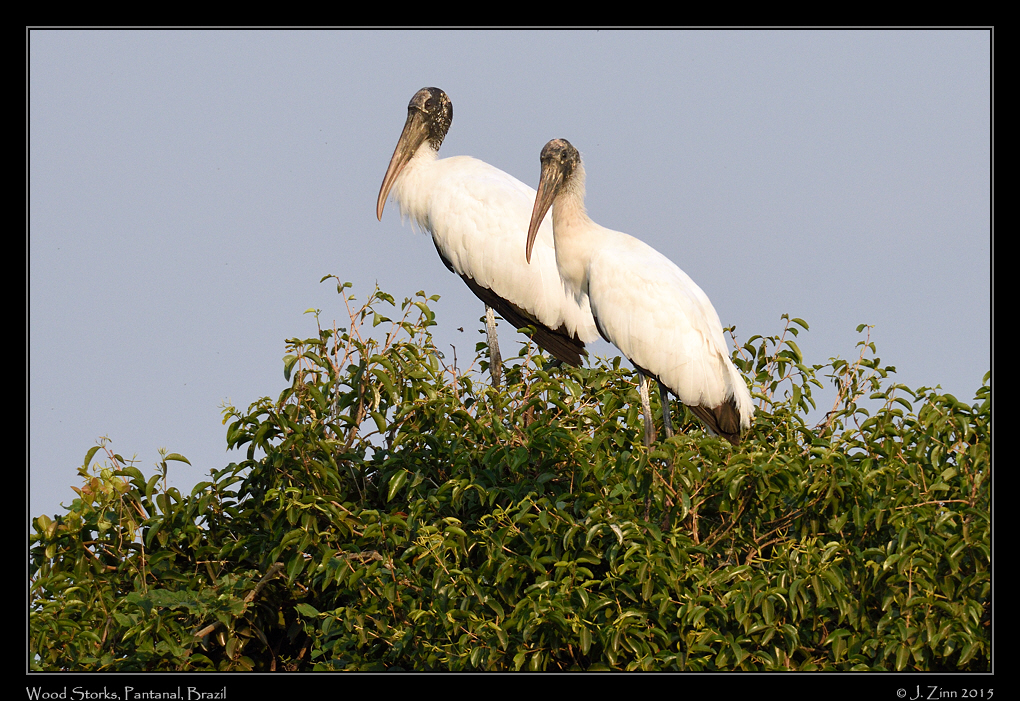 wood_stork_4932b