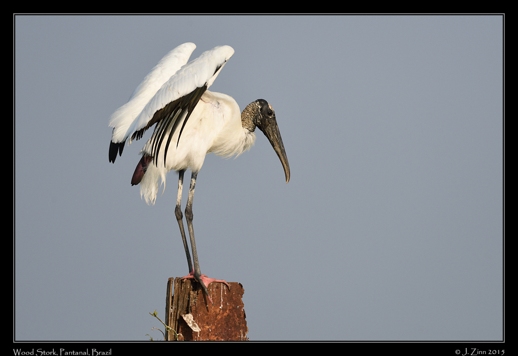 wood_stork_5106a