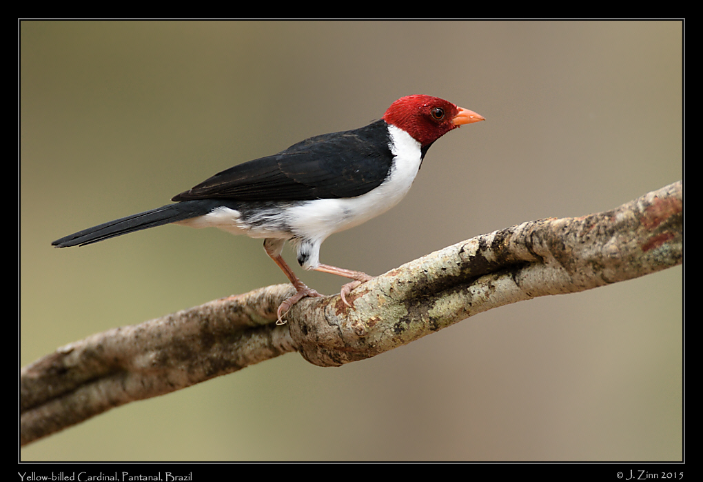 yellow_billed_cardinal_6837a