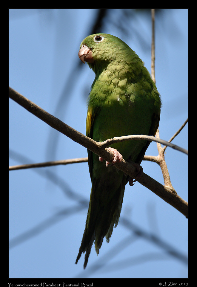 yellow_chevroned_parakeet_7690a