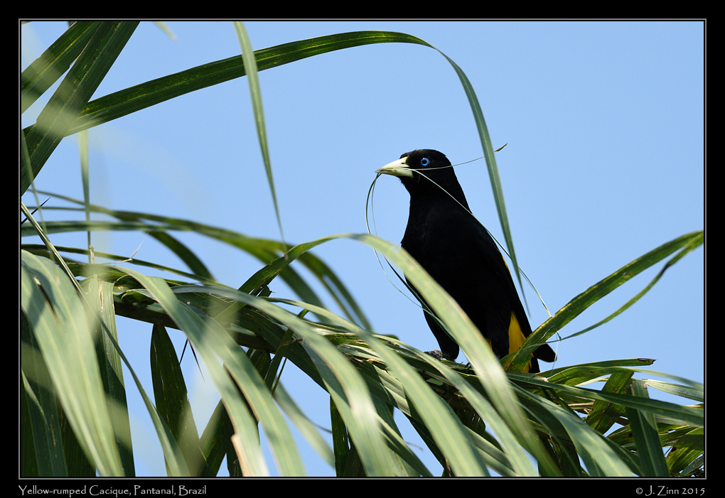 yellow_rumped_cacique_7703a