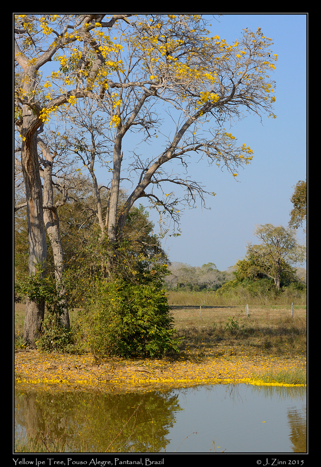 Yellow_ipe_6160a