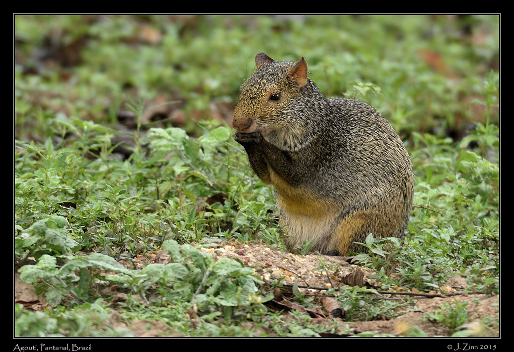 agouti_7287b