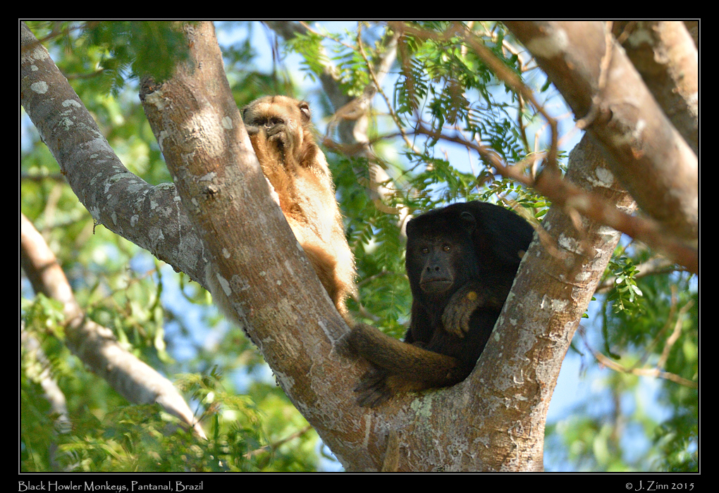black_howler_monkey_9199a