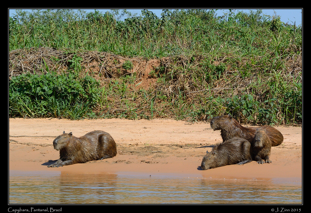capybara_6220a