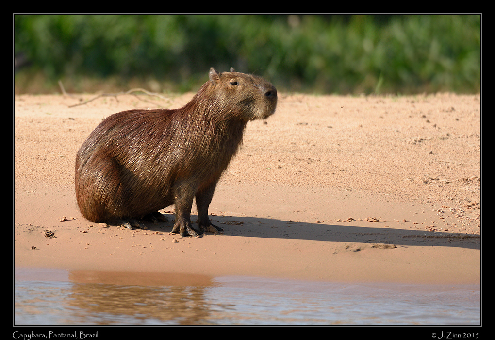 capybara__8992a