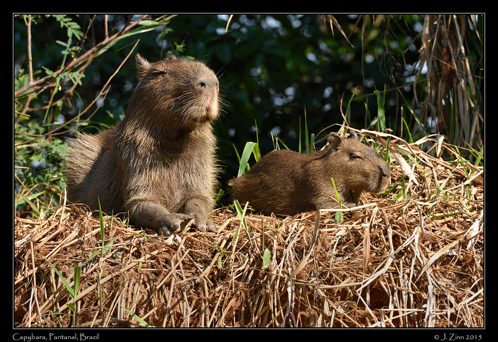 capybara__9218a