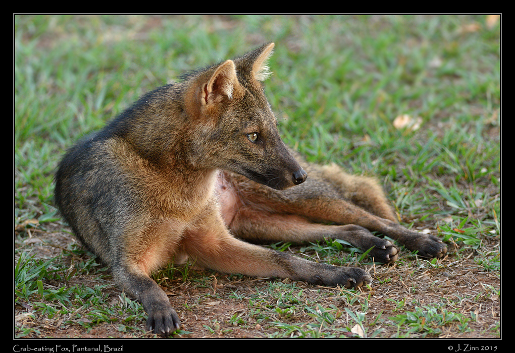 crab_eating_fox_9682a